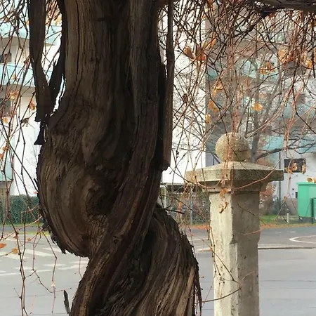 Cosy Splendor / Center *